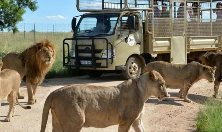 Pilanesberg Nature Reserve & Safari Park Lion Private 