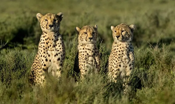 10 Days Private Camping Safari