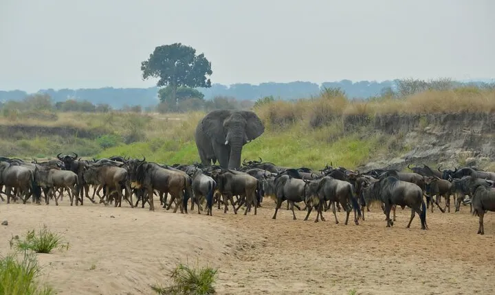 4 Days Private Migration Camping Tour in Serengeti National Park 