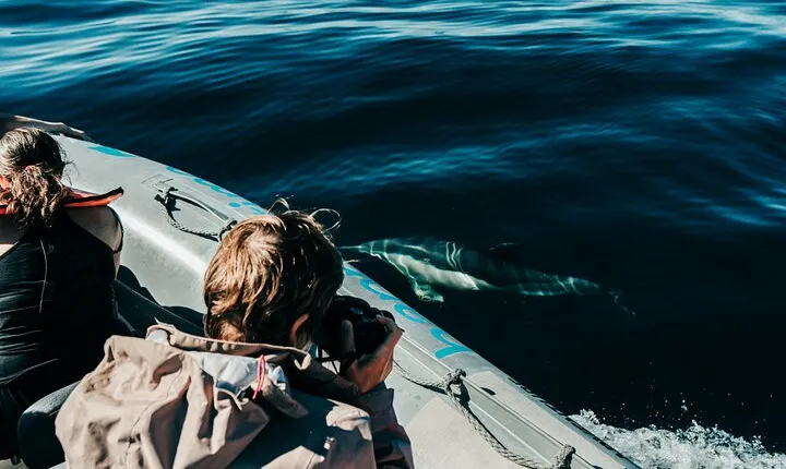 Dolphin Watching in Lagos