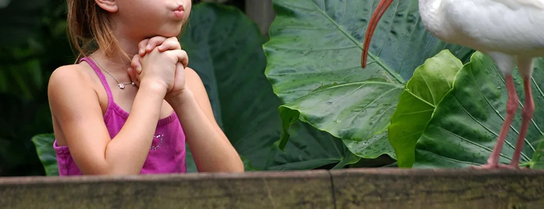 Flamingo Gardens admission ticket