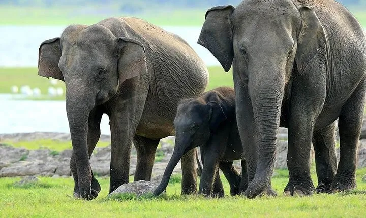 Kaudulla National Park Safari | Jeep with Tickets