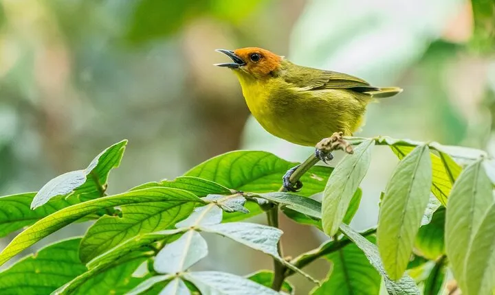 Aventuras Inolvidables en el Parque Nacional del Manu: 