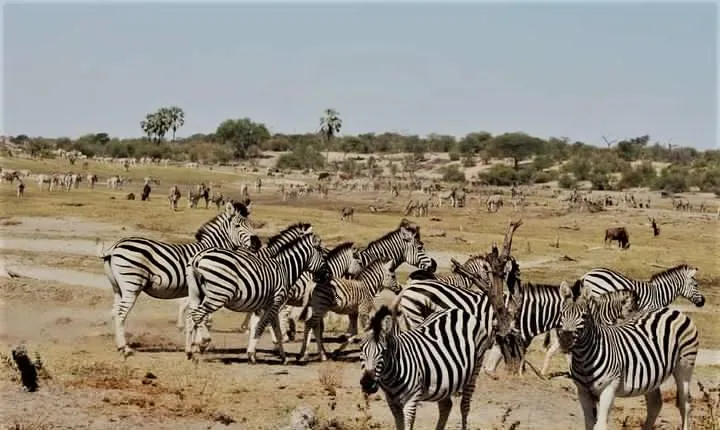 5-Day Mababe Safari