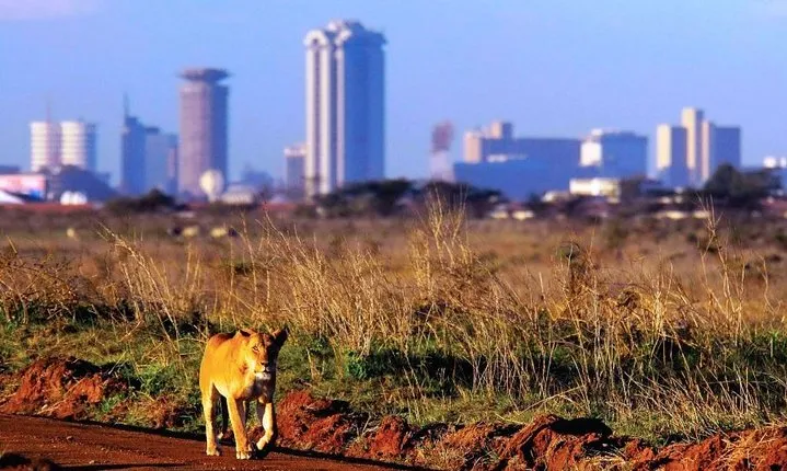 Half day game drive in Nairobi National Park