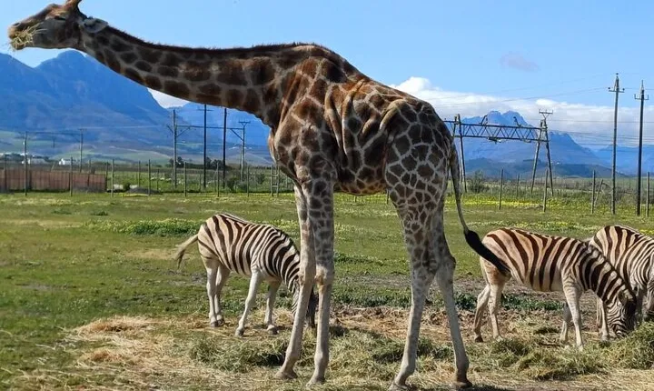 Cape Town Giraffe House, Cheetah Encounter and Wine Tasting Tour