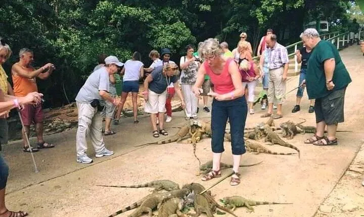 Roatan Wild side Monkyes and sloth hangout iguana and Snorkeling