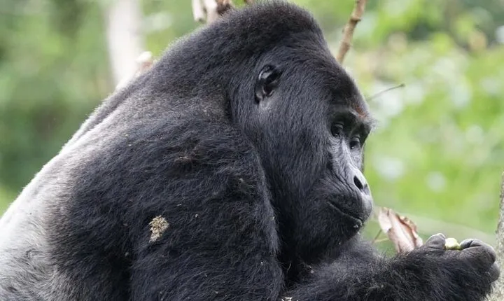 4 Days Bwindi Impenetrable National Park Wildlife Safari
