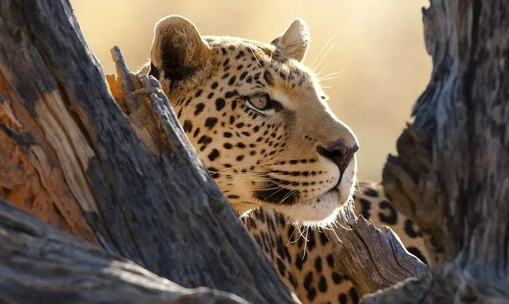 Big Five Luxury Safari in Tanzania