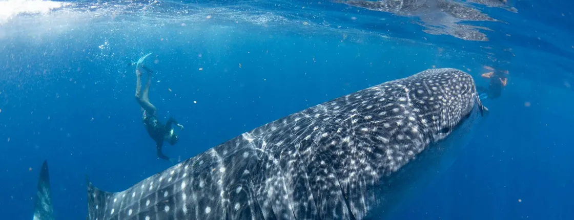 Whale Shark Cancun Sailing
