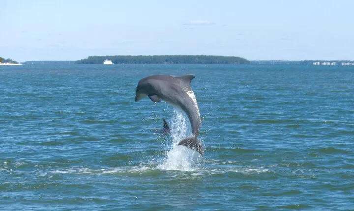 90-Minute Private Dolphin Tour in Hilton Head Island 