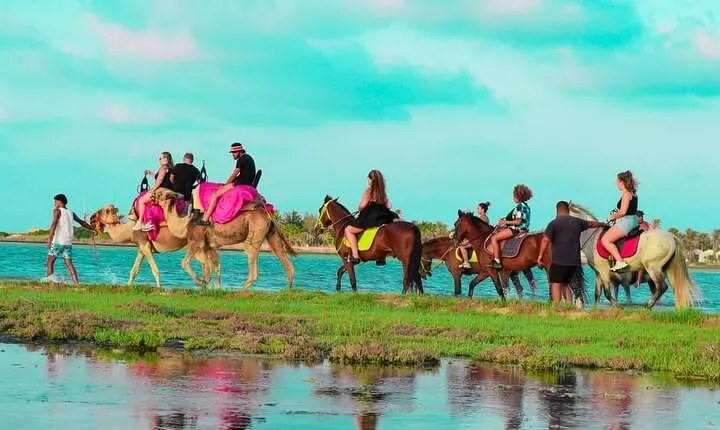 Explore Djerba by camel and horse 
