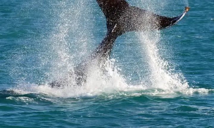 2 Hour Whale-Watching Cruise from Hillarys Boat Harbour