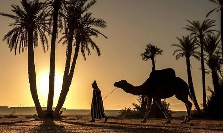 Sunset Camel Ride in the Palmerai of Marrakesh