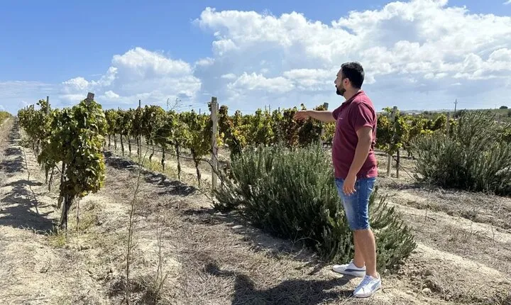 Winery Tour with Wine and Food Tasting in Noto