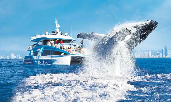 Whale Watching by Sea World Cruises