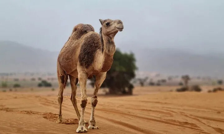 Agadir Jeep Safari Desert Day Trip including Lunch & camel ride