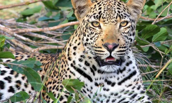 8 Days Masai Mara, Nakuru, Naivasha, Amboseli Budget Safari