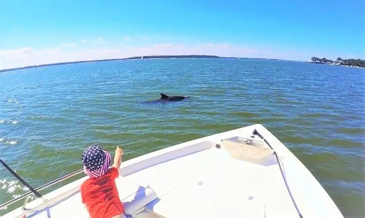 Private Hilton Head Dolphin Tour with Waterfront Dining Stop