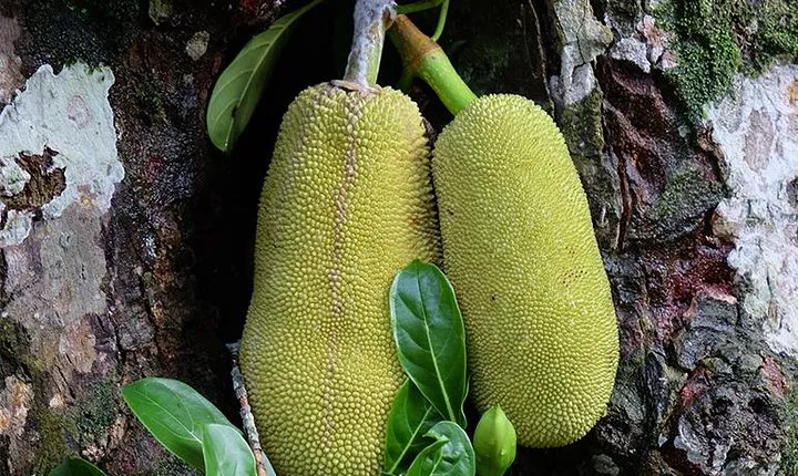 Spice Farm Tour -Half Day