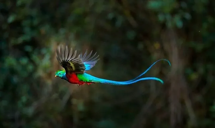 El Quetzal Birdwatching Tour from Cobán:Guatemala's National Bird