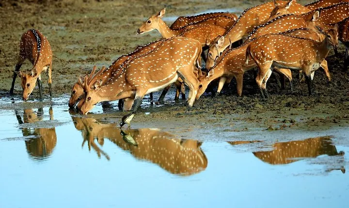 Mingle with wildlife in Sri Lanka 12days/11nights by Aaliya Tours