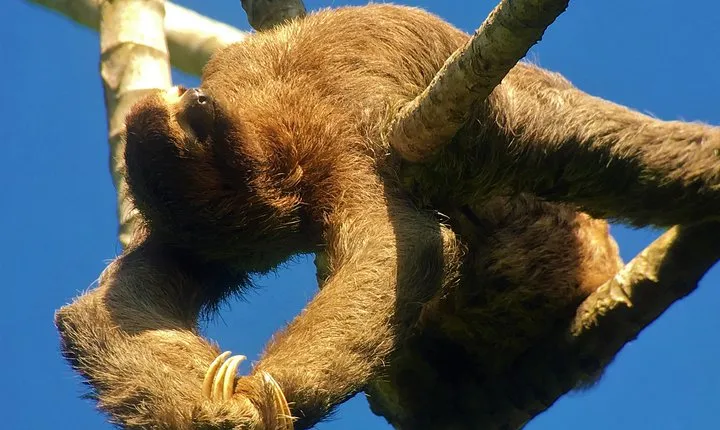 Manuel Antonio Park Tour and its Amazing Wildlife and Beaches