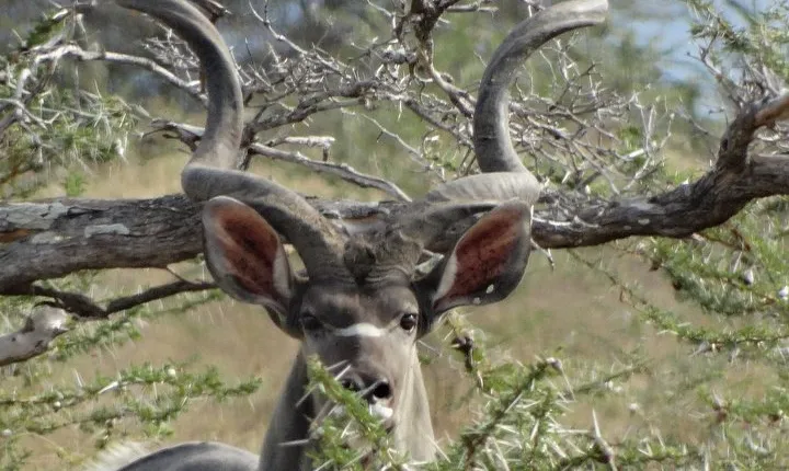 5 Days Safari to Nyerere NP (Selous GR) and Mikumi NP