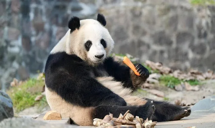 Private one-day tour and tickets to Chengdu Giant Panda Base
