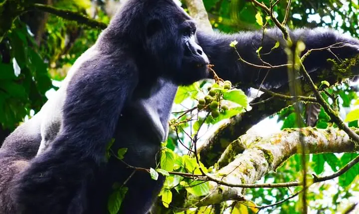 4 Days Gorilla tracking Tour in Uganda