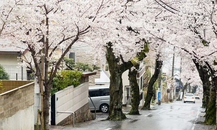 Private Unique Kobe Cherry Blossom Sakura Experience