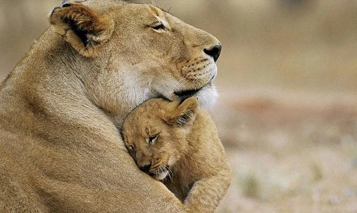 Rhino and Lion Special Sundays.