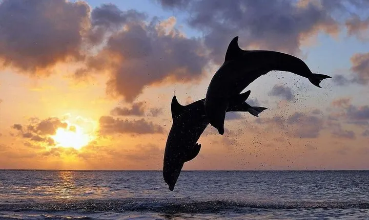 Full day North Bali Dolphin watching show at Lovina