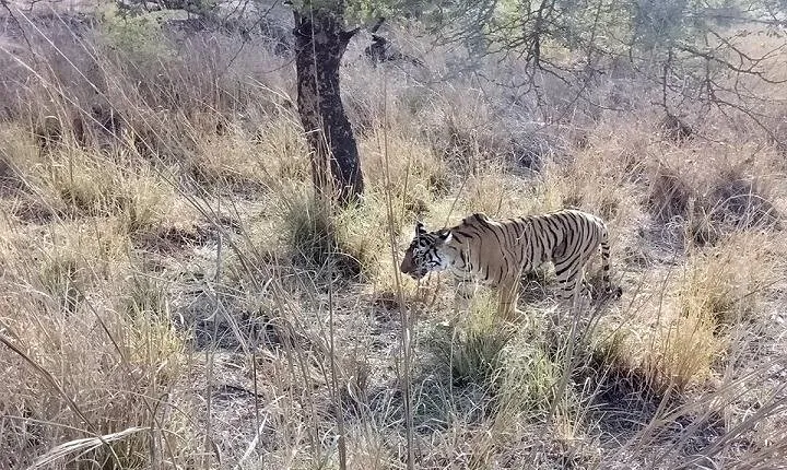 RANTHAMBORE NATIONAL PARK (3 Nights /4 Days)