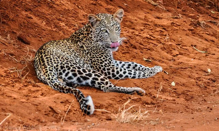 3-Day Tsavo East and Tsavo West National Park