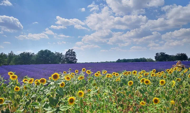 Private fullday Provence Lavender Fields