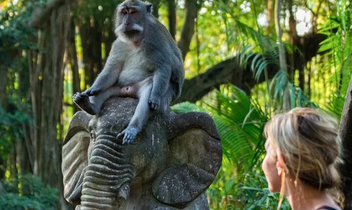Ubud: Waterfalls, Rice Terraces, and Monkey Forest Private Tour
