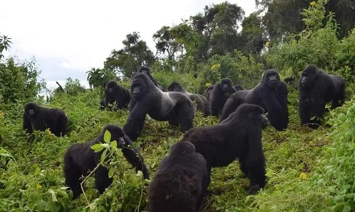 Gorilla trekking &wildlife adventure in Rwanda