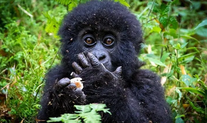 2 Days Mountain Gorilla Safari Rwanda