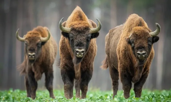 Bison Sanctuary, Vlad the Impaler Princely Court & Dracula Grave