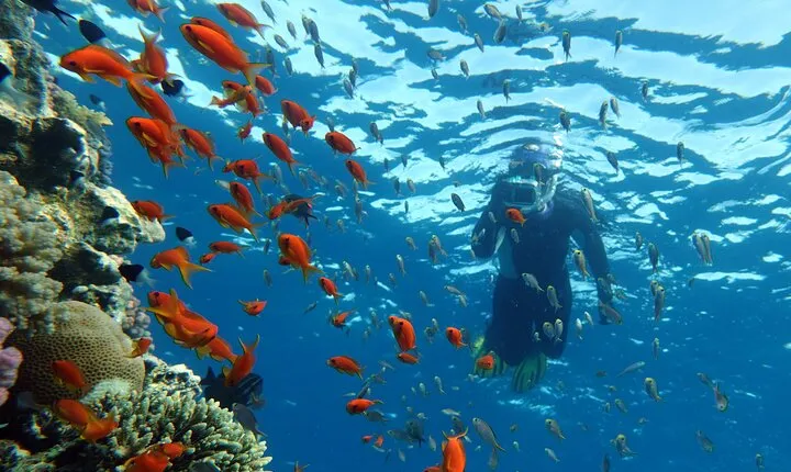 Snorkeling Trip To Ras Mohamed At Sharm El Sheikh Full Day