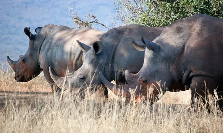 Day Tour of Lake Nakuru and Naivasha National Park from Nairobi 