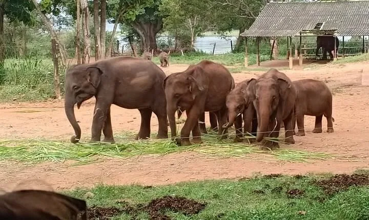 Full Day Tour to Udawalawe Safari and Ella