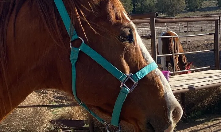 Grand Canyon Horseback Tour