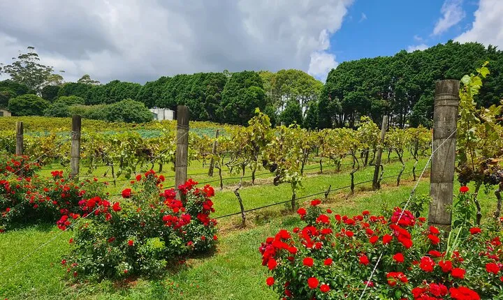 Full-Day Guided Wine Tour in Mt Tamborine From Gold Coast 