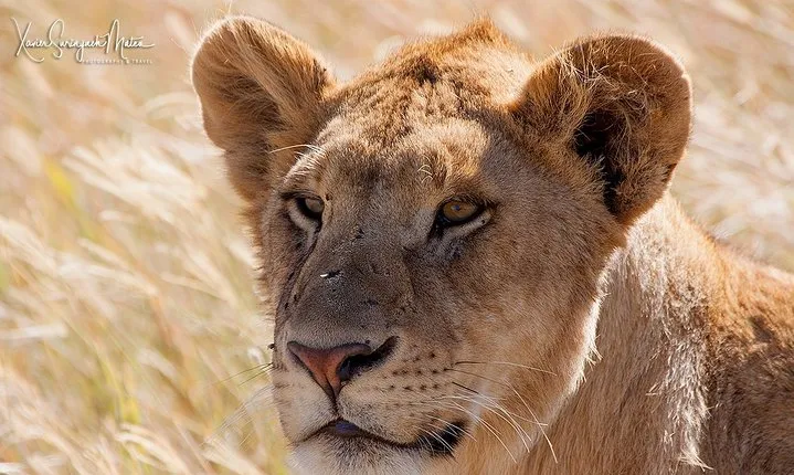 4 Days Private for 4 Pax Ngorongoro & Serengeti