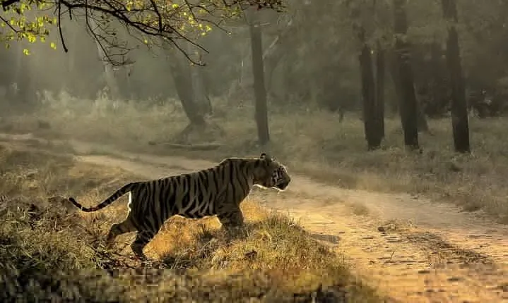 All inclusive 5 nights 6 days Adventure in Central India For the elusive Tiger