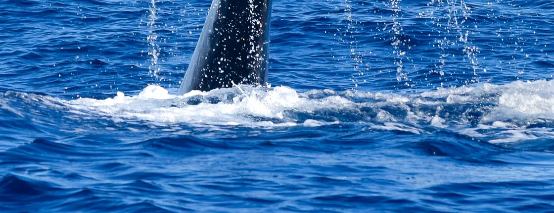 Whale and Dolphin Watching Tour - Funchal