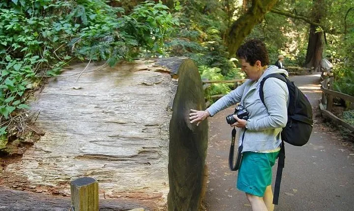 Shore Excursion: Guided Tour to Muir Woods with Roundtrip Journey
