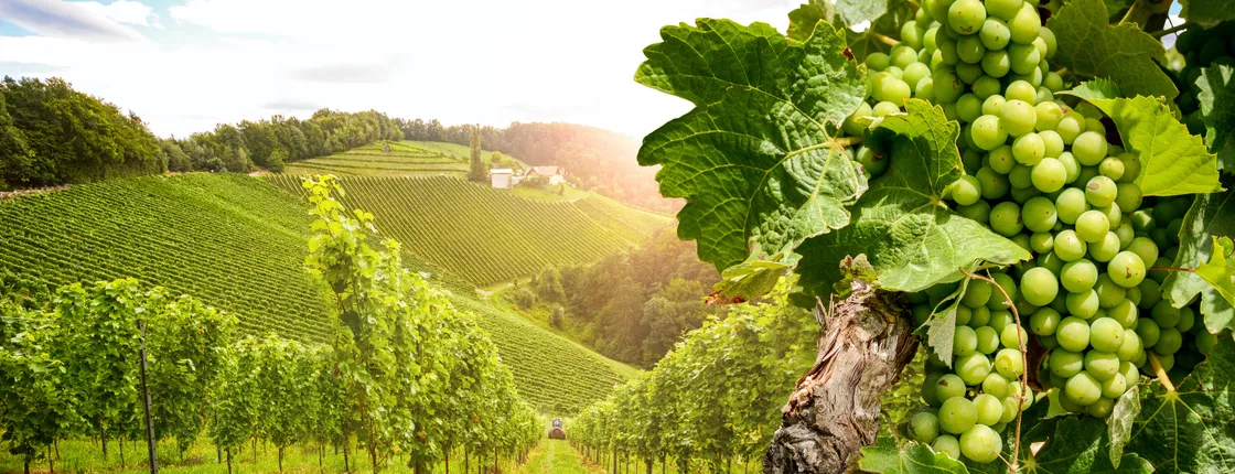 Day Tour in Burgundy with 14 Wines Tasting at Local Wineries